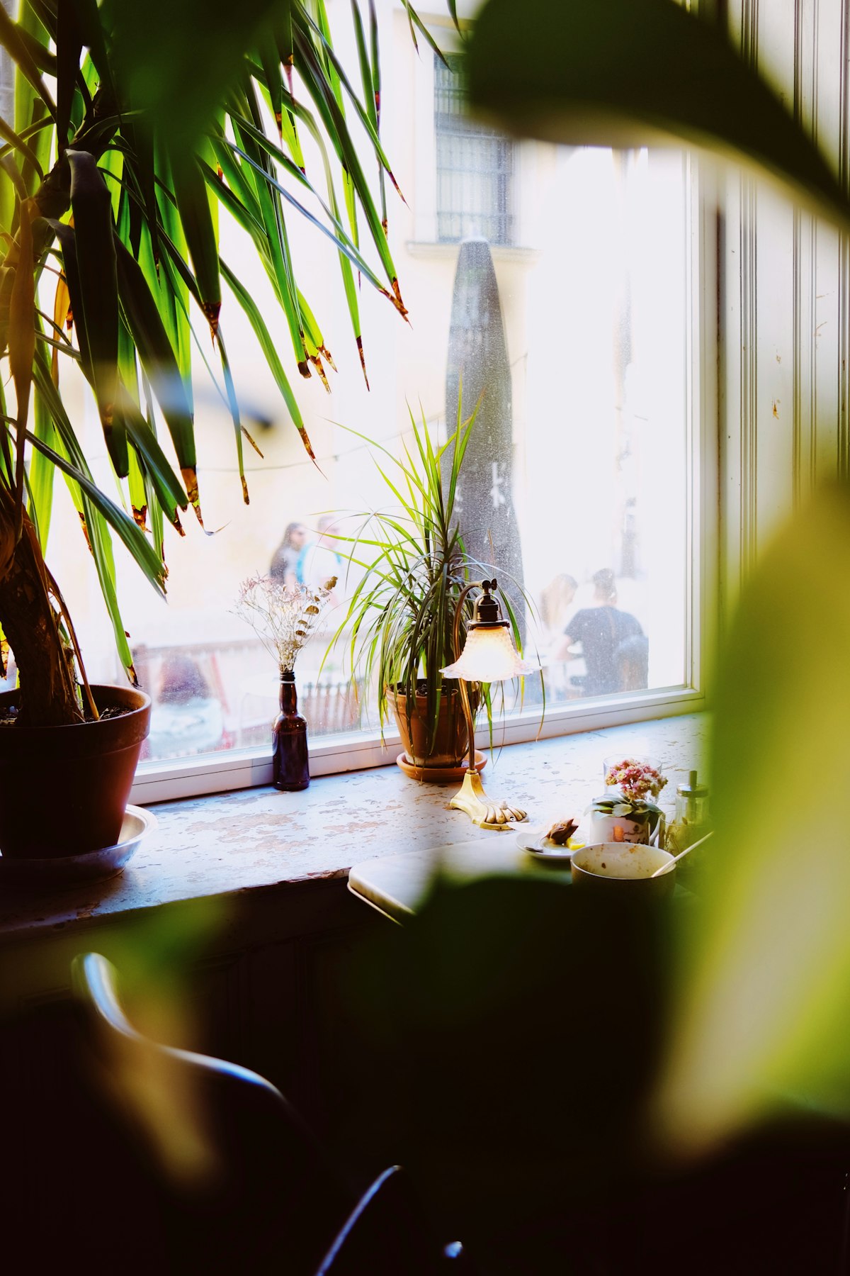 Plantas y luz natural en una ventana